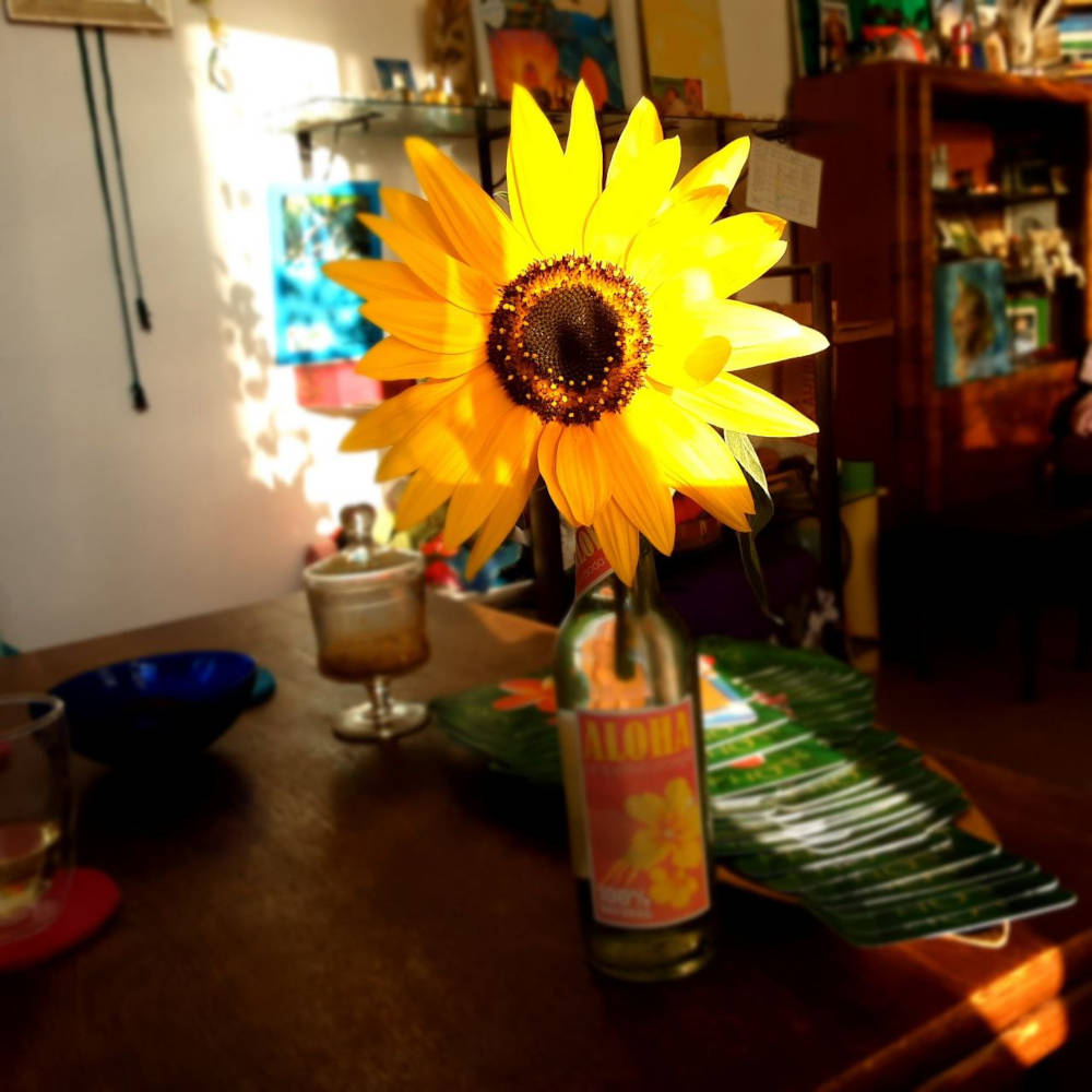 Eine leere Aloha-Limonaden-Flasche mit einer Sonnenblume Eine leere Aloha-Limonaden-Flasche mit einer Sonnenblume